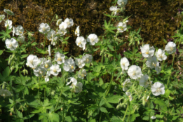 Geranium phaeum 'Album' bestellen